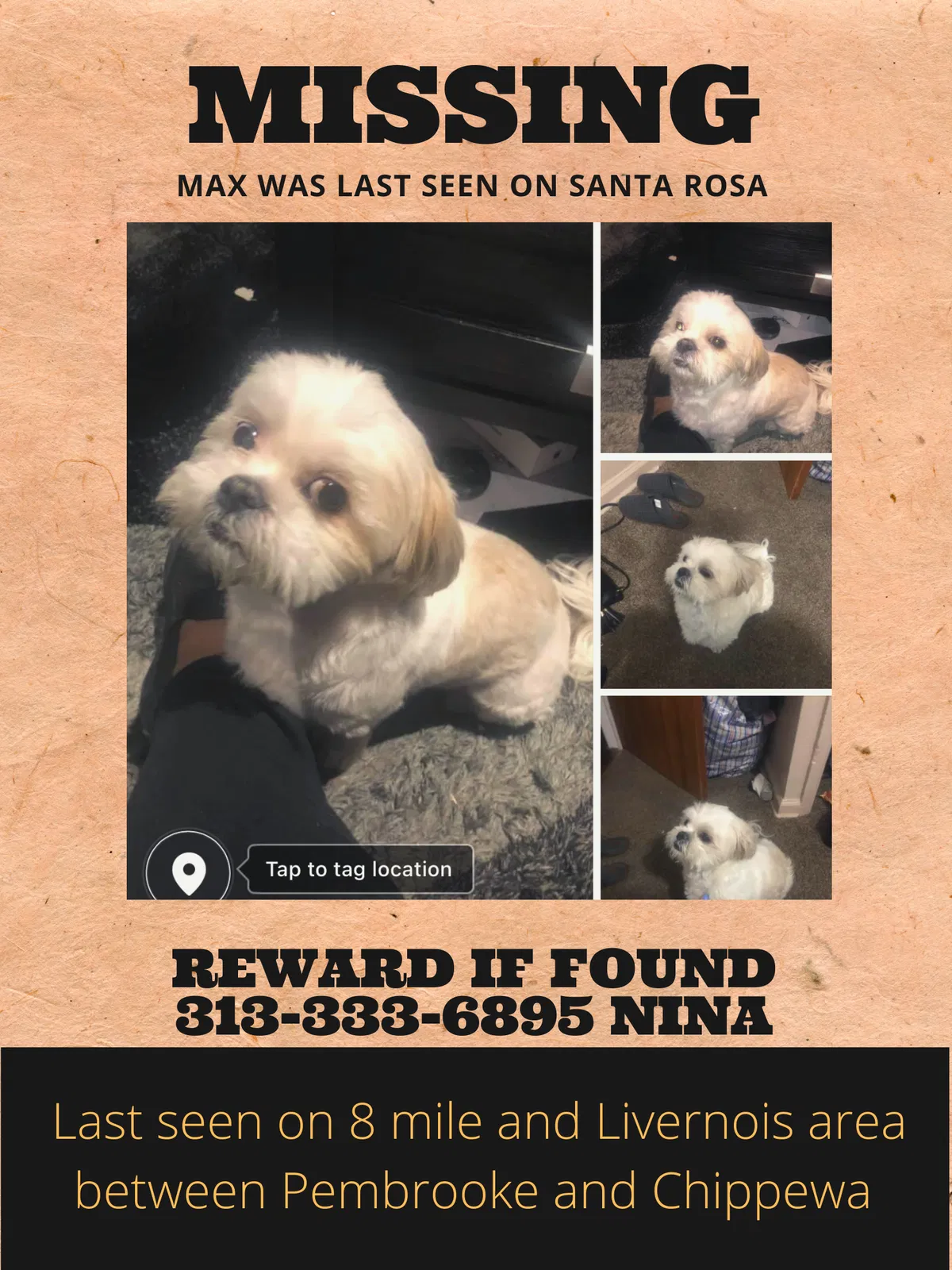 Lost dog in Detroit, MI, 48221