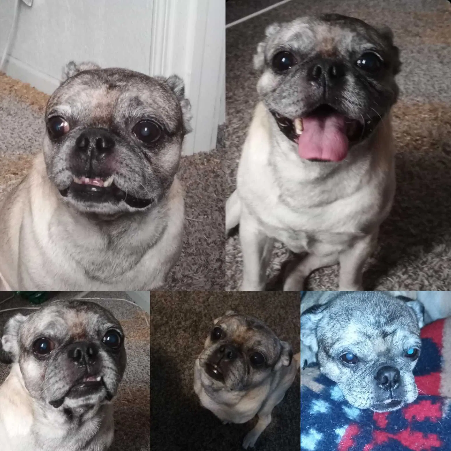 Lost dog in Stockton, CA, 95209