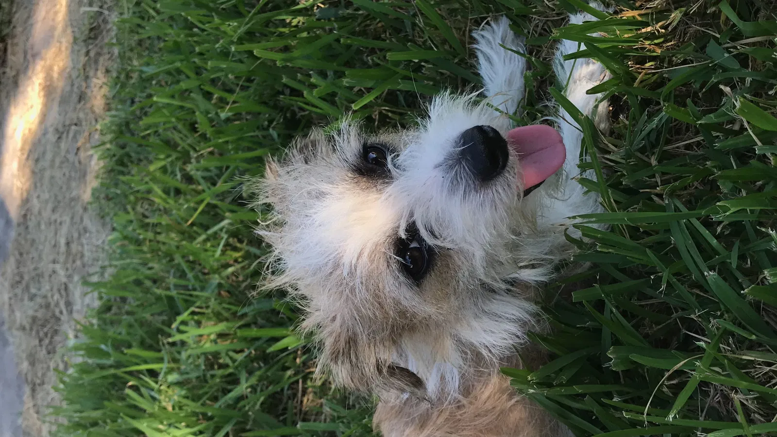 Lost dog in Baytown, TX, 77520