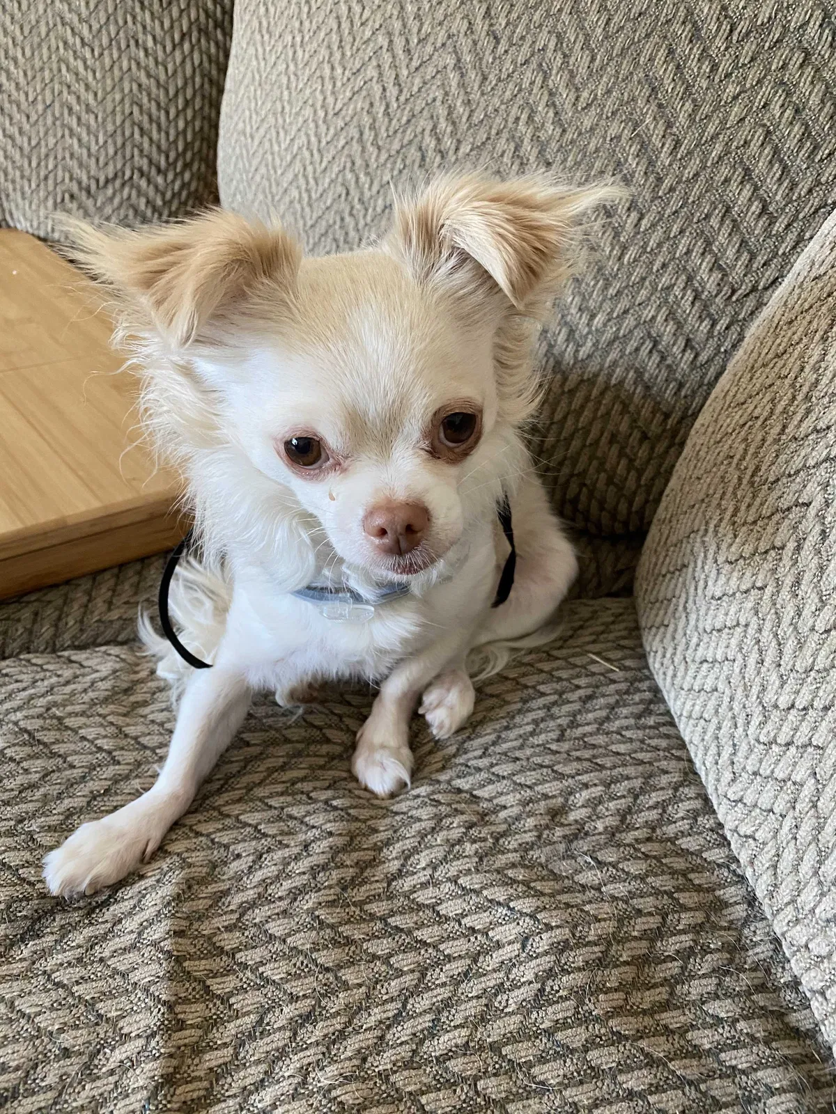 Lost dog in Pittsburg, CA, 94565