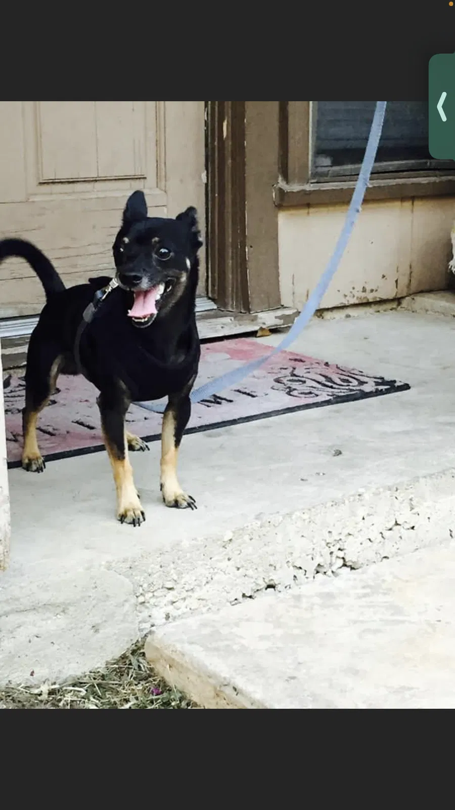Lost dog in Round Rock, TX, 78664