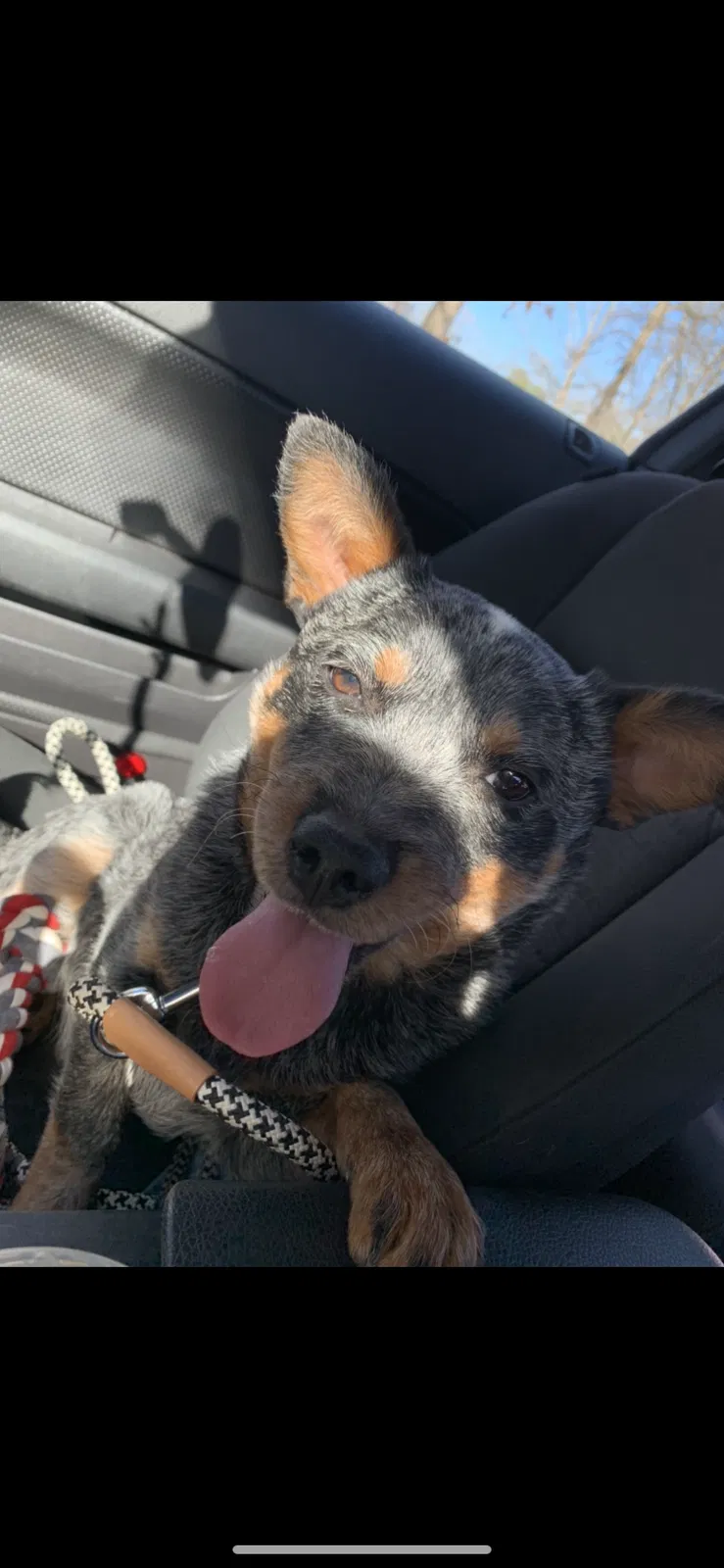 Lost dog in Shelby, NC, 28150