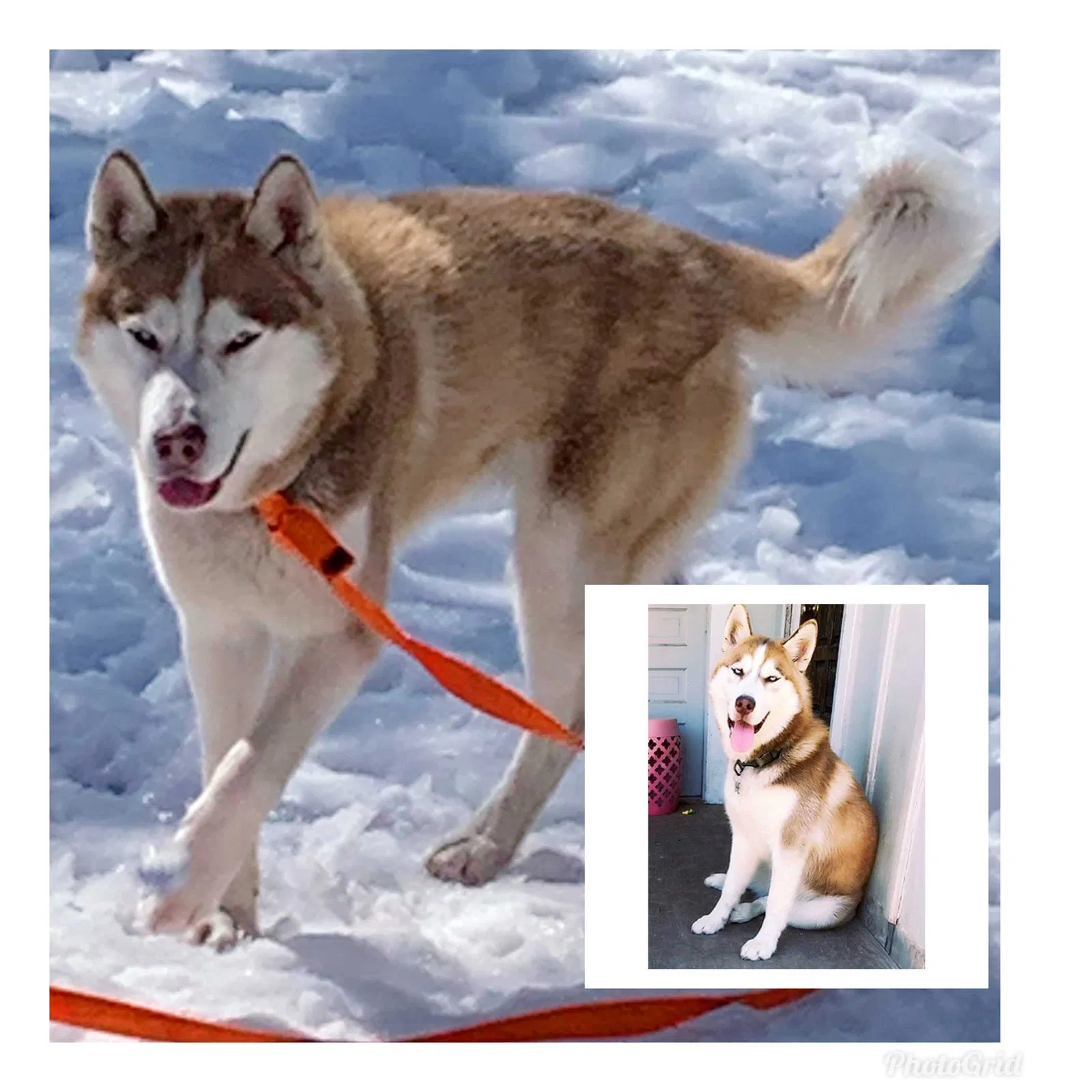 Lost dog in Liberty Hill, TX, 78642