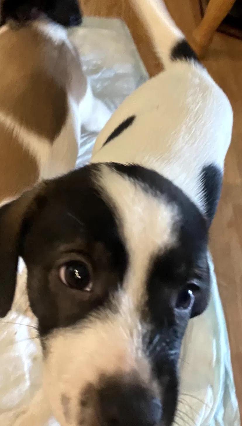 Lost dog in Fairdale, KY, 40118