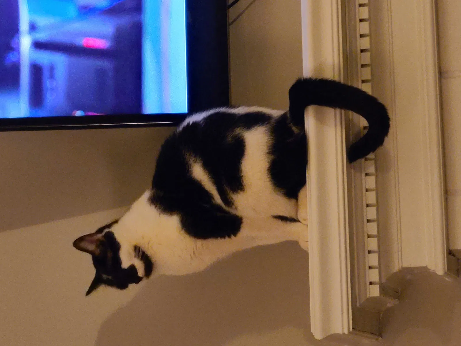 Lost cat in Marietta, GA, 30008