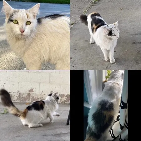 Lost cat in Whittier, CA, 90605