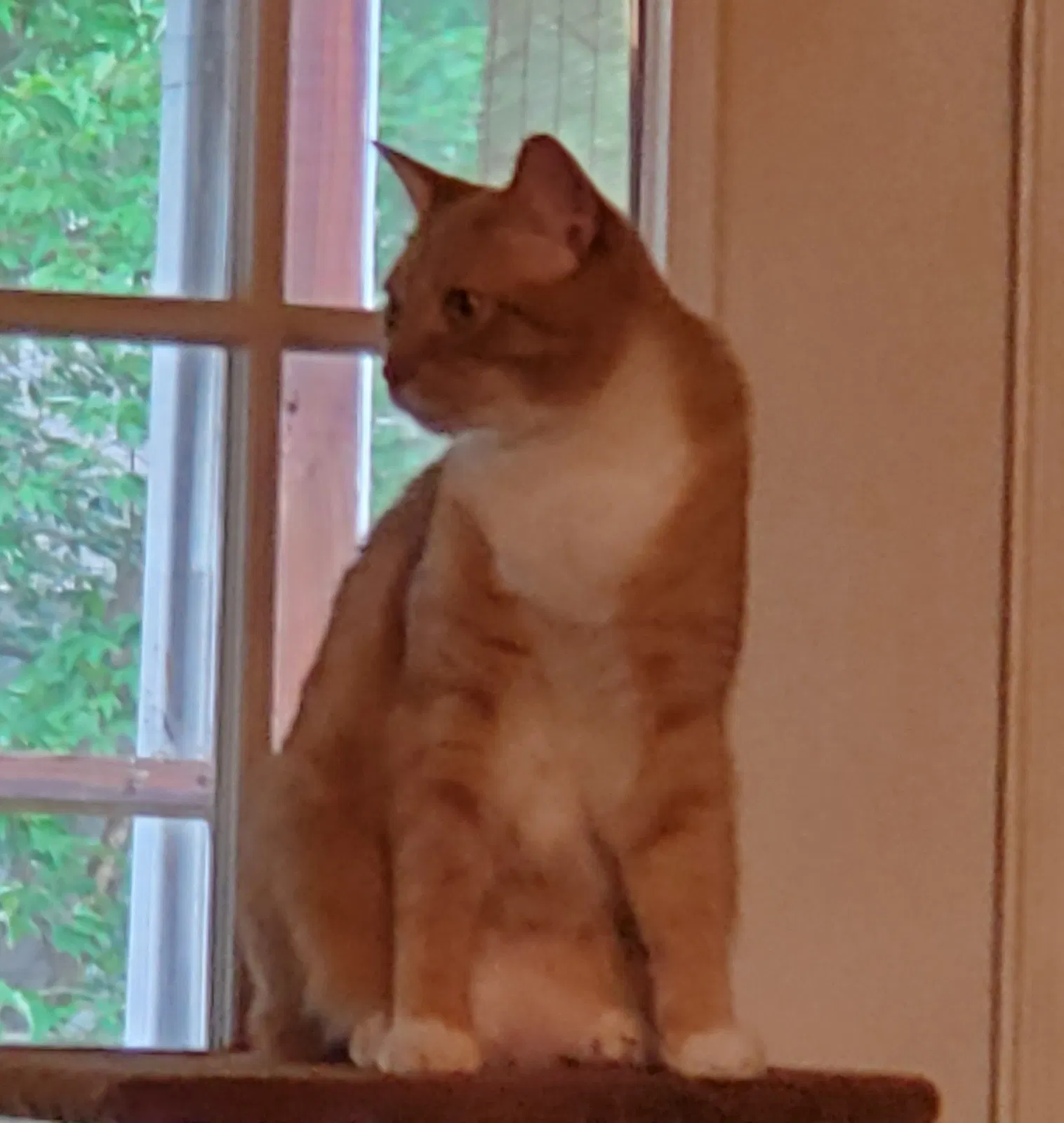Lost cat in Midlothian, VA, 23112