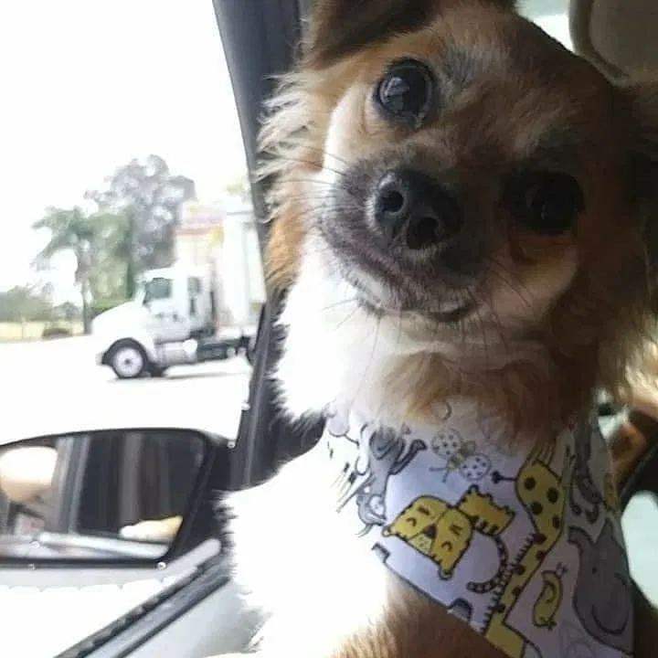Lost dog in Moreno Valley, CA, 92557
