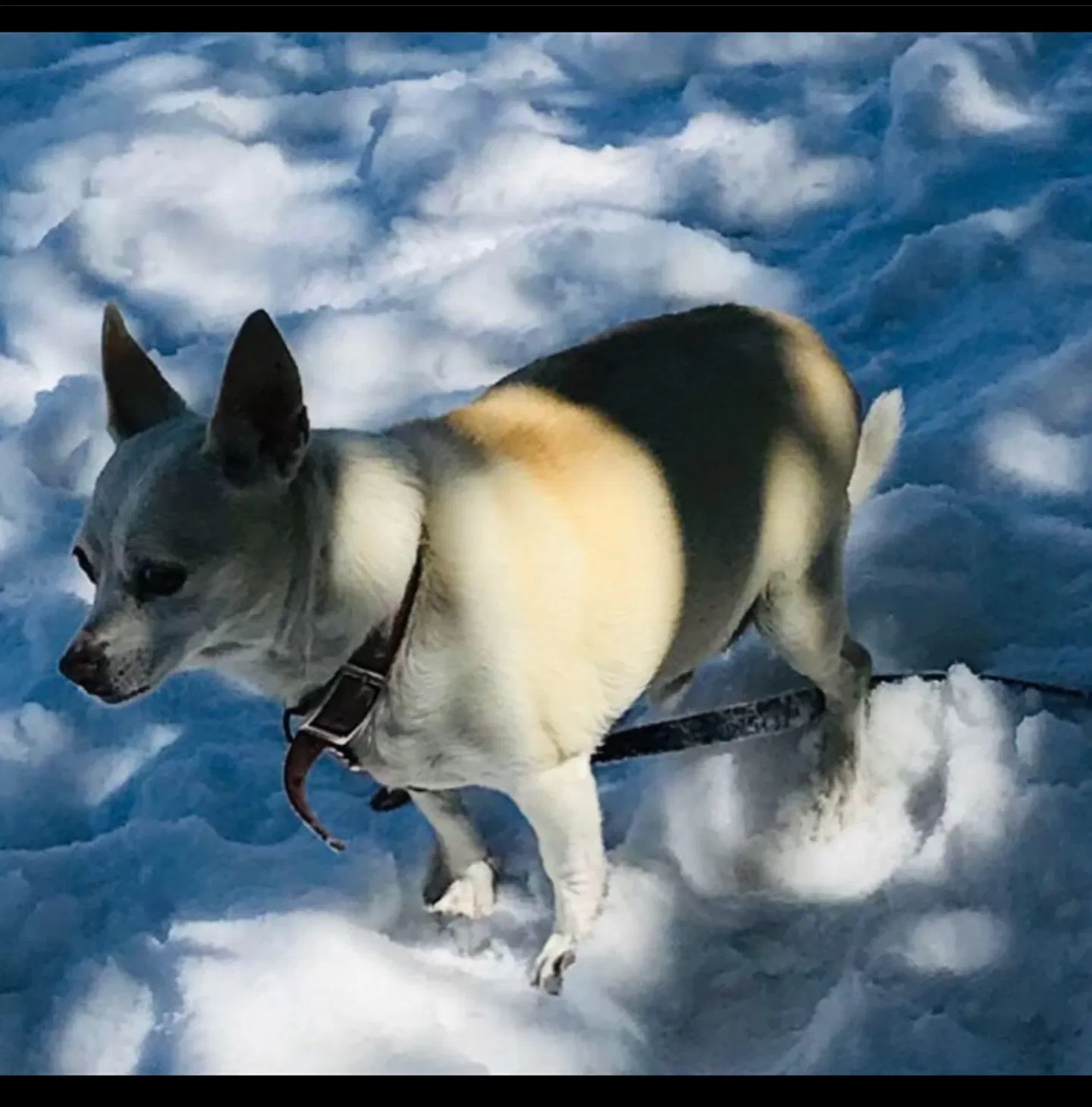 Lost dog in San Antonio, TX, 78201