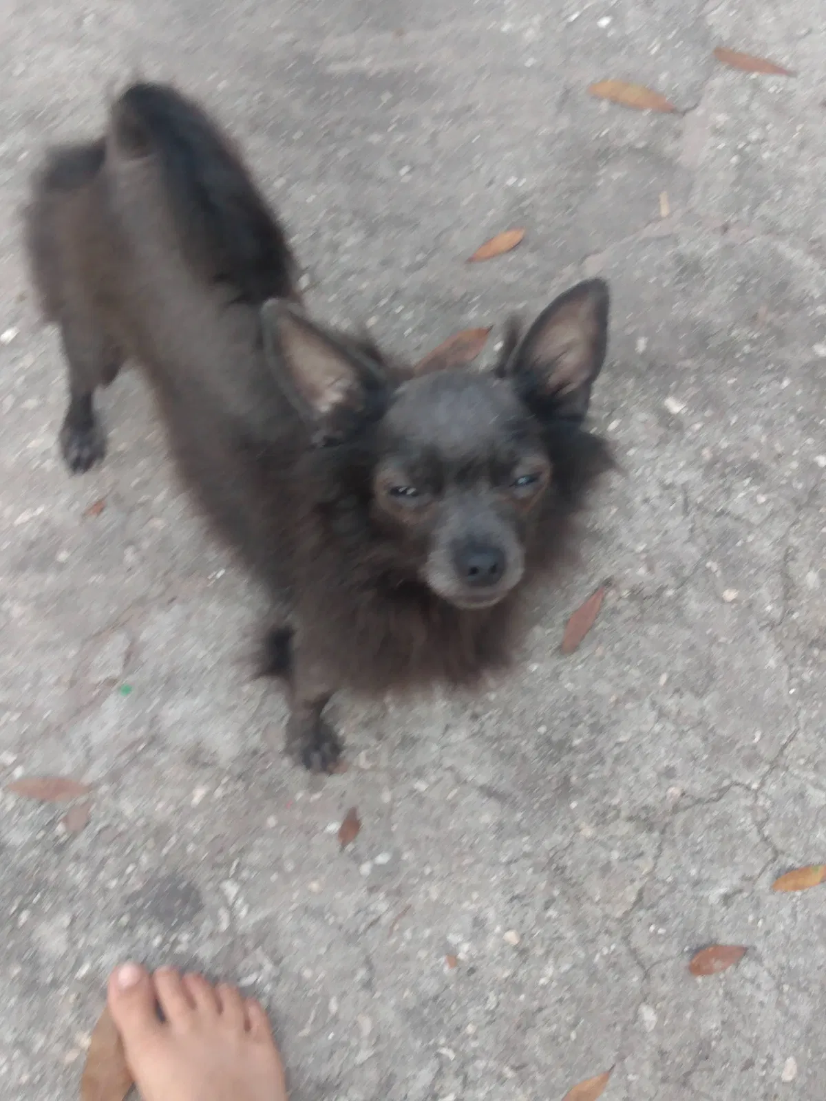 Lost dog in Riverview, FL, 33578