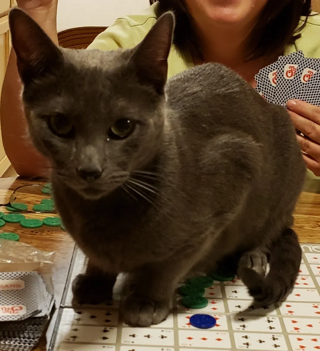 Lost cat in Livingston, CA, 95334