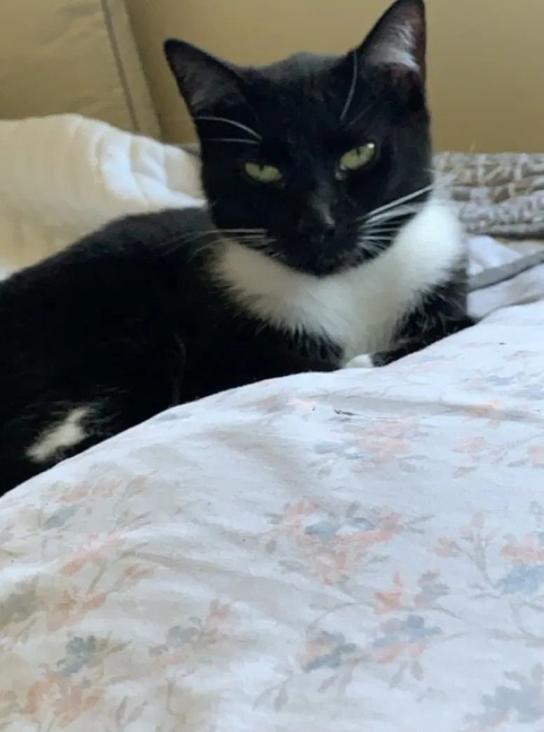 Lost cat in Fort Wayne, IN, 46804
