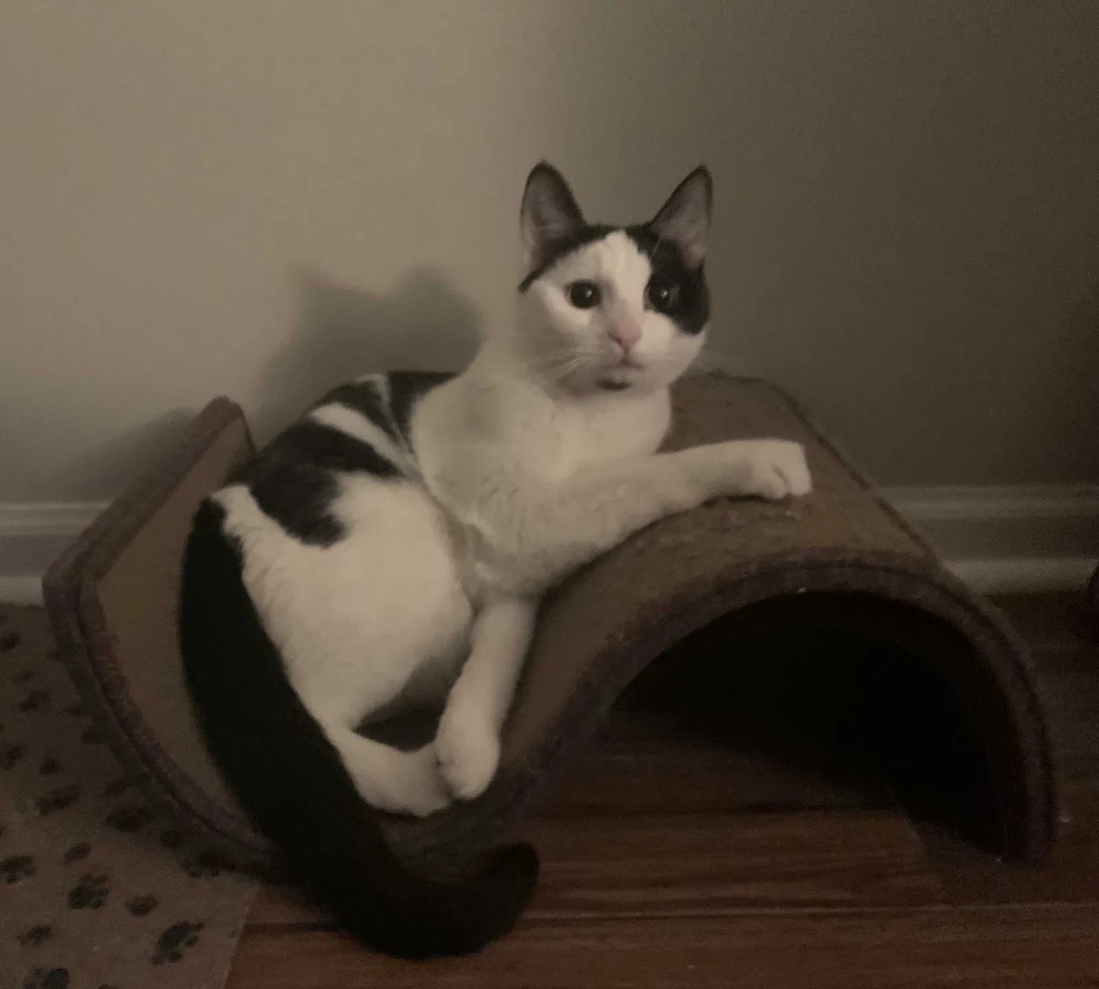 Lost cat in Columbus, OH, 43235
