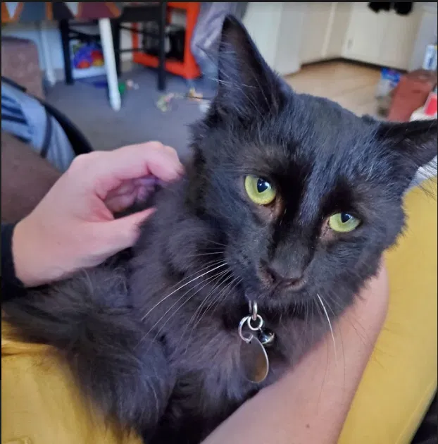 Lost cat in Columbus, OH, 43201
