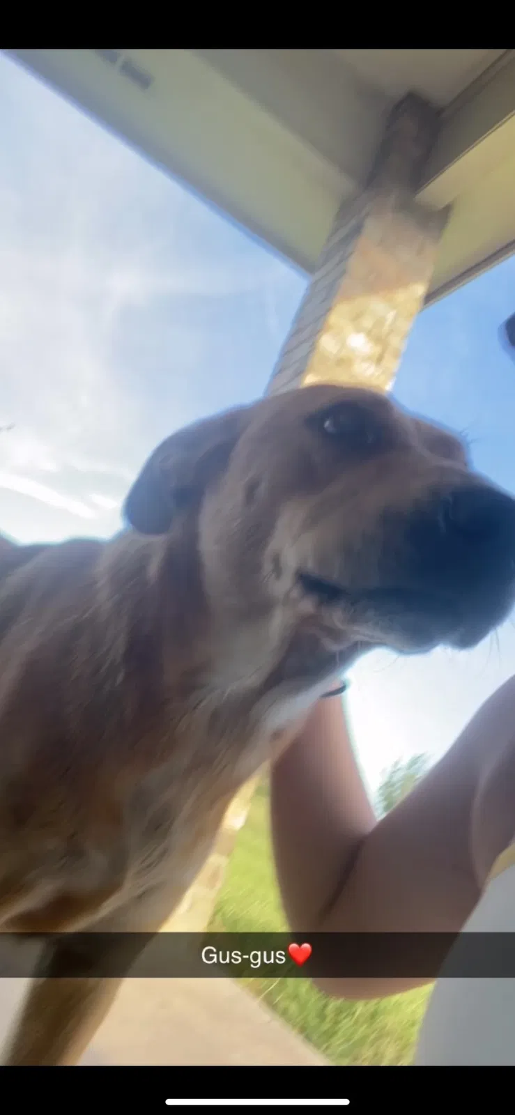 Lost dog in La Feria, TX, 78559