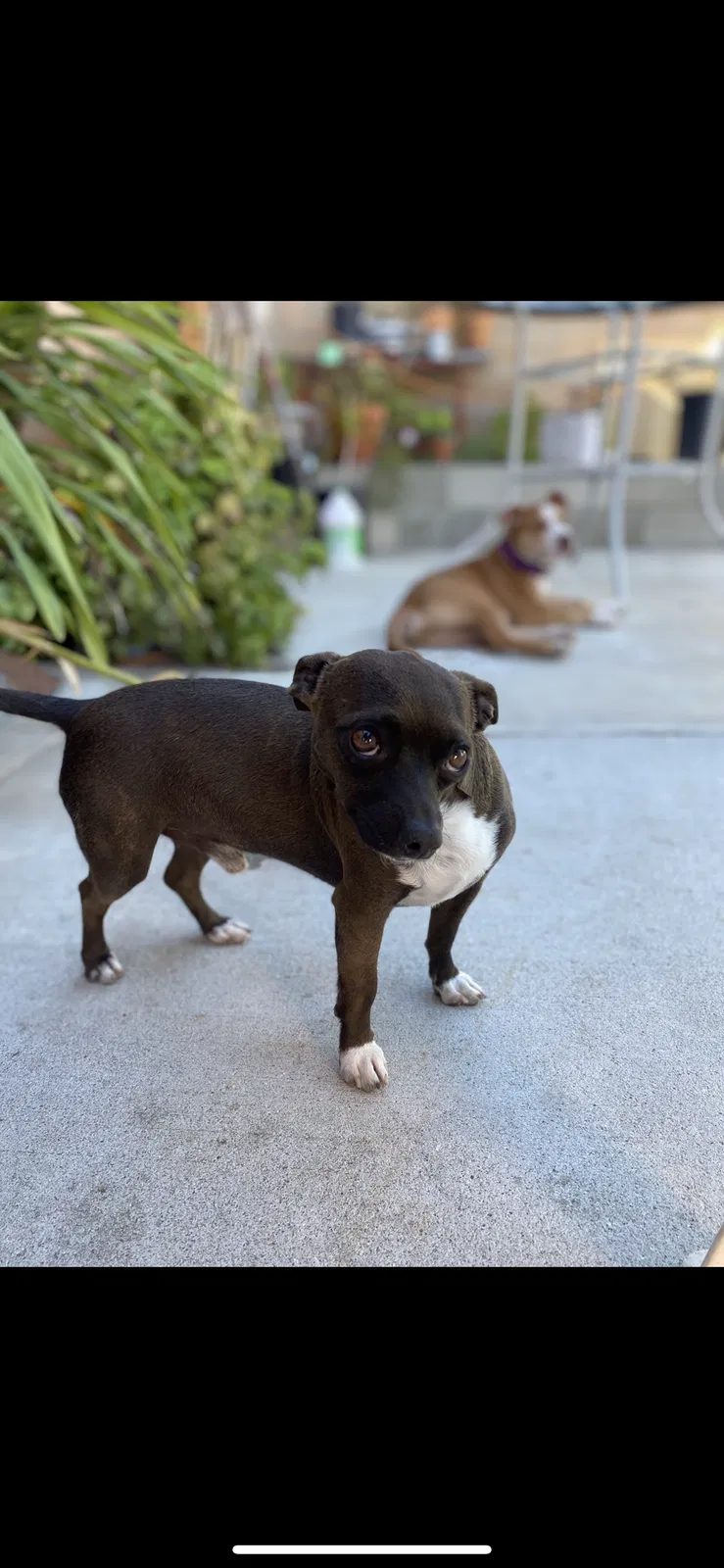 Lost dog in Oxnard, CA, 93036
