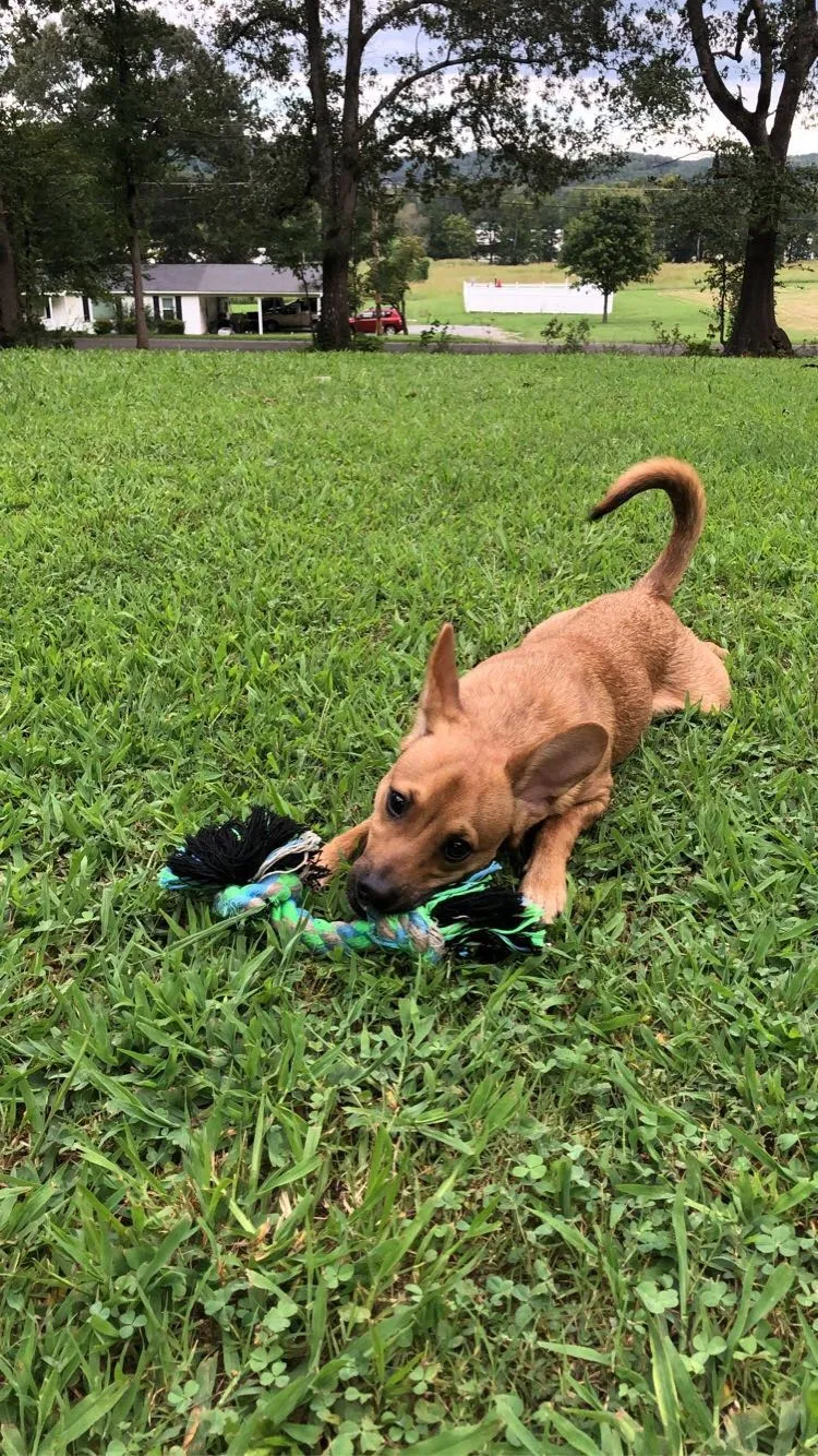 Lost dog in Fort Payne, AL, 35967