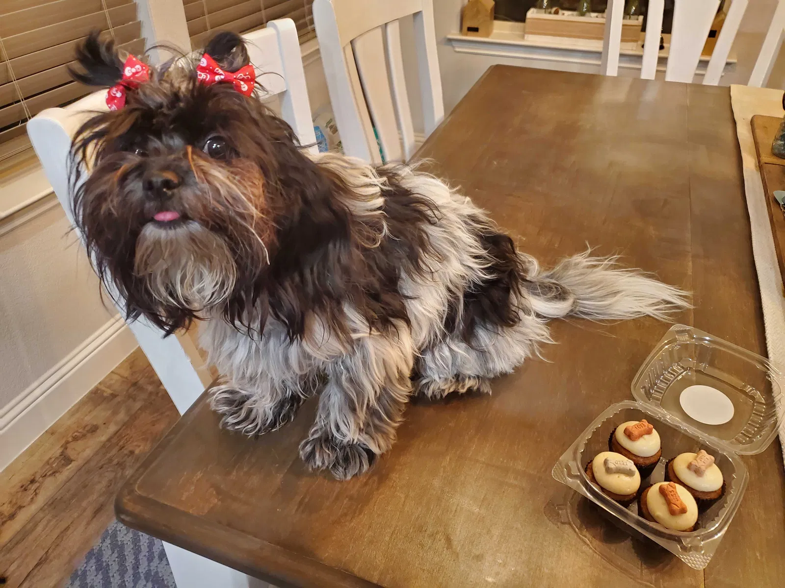 Lost dog in Rockaway Beach, MO, 65740