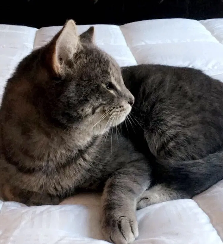 Lost cat in Savage, MN, 55378