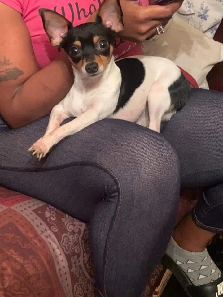 Lost dog in Lafayette, LA, 70501