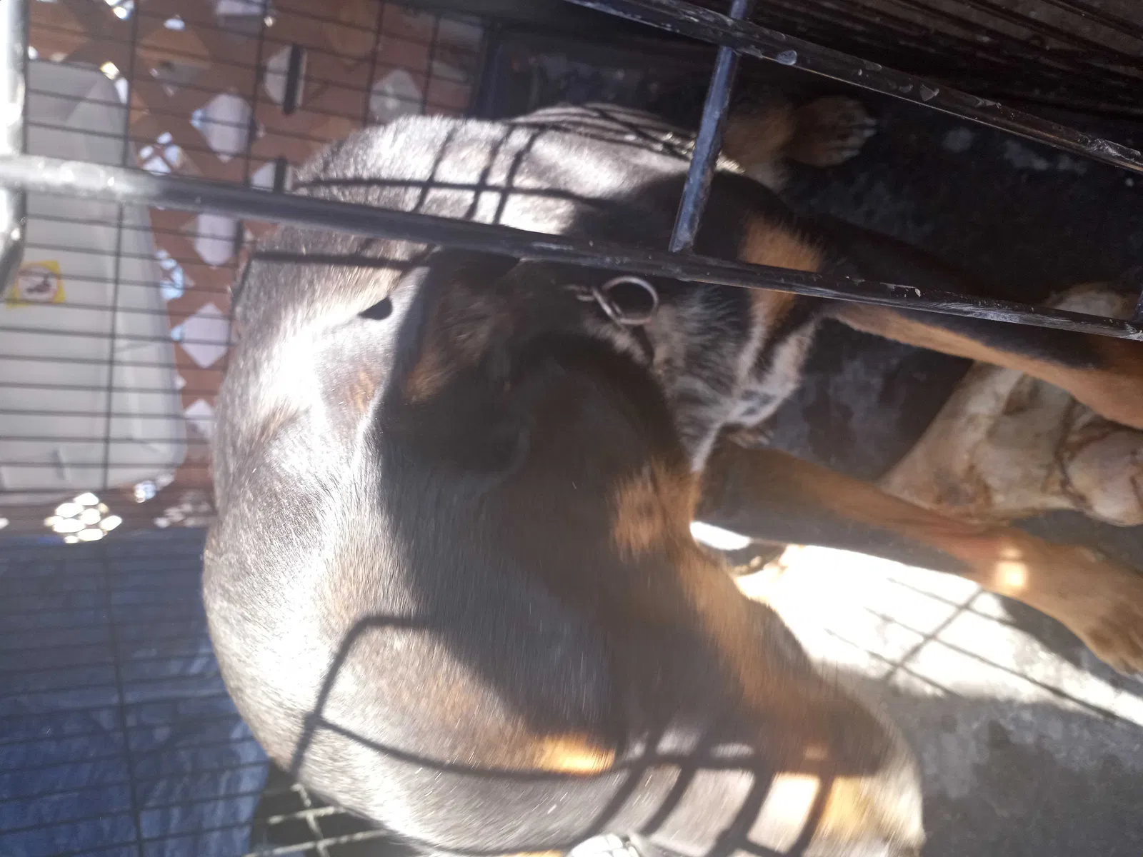 Found dog in Rock Springs, WY, 82901