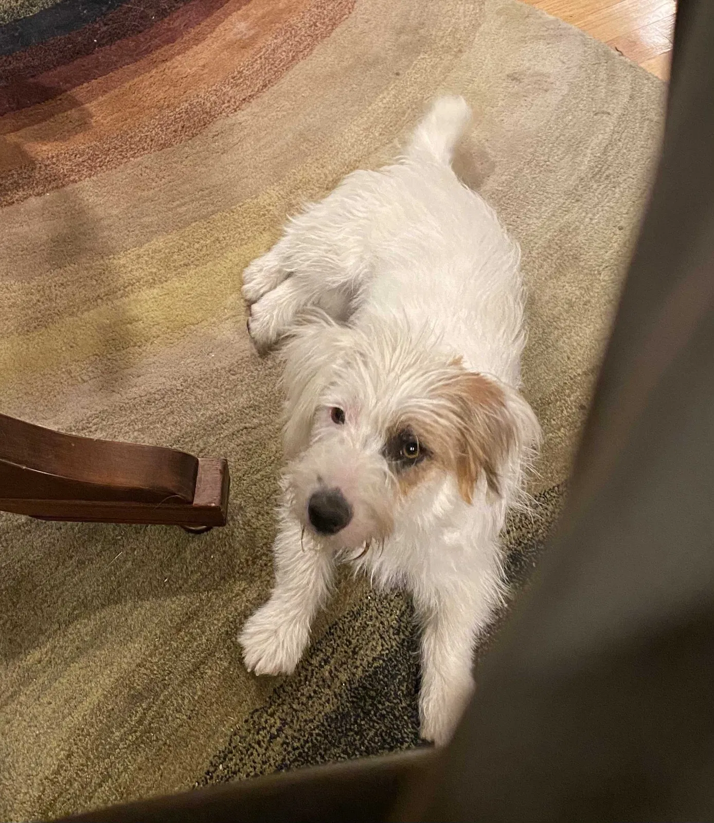 Lost dog in Fort Collins, CO, 80524
