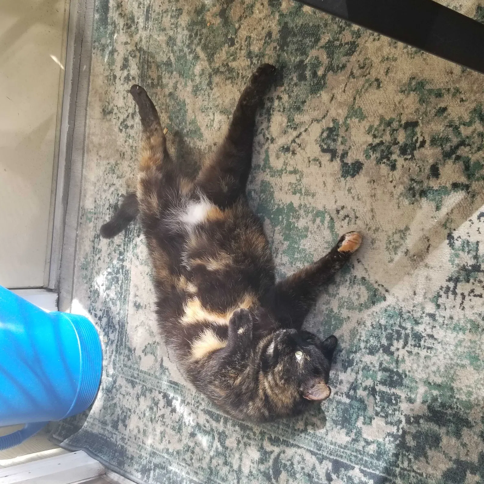 Lost cat in Riverview, FL, 33578