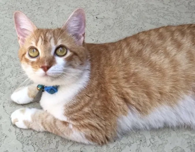 Lost cat in Beaver Island, MI, 49782