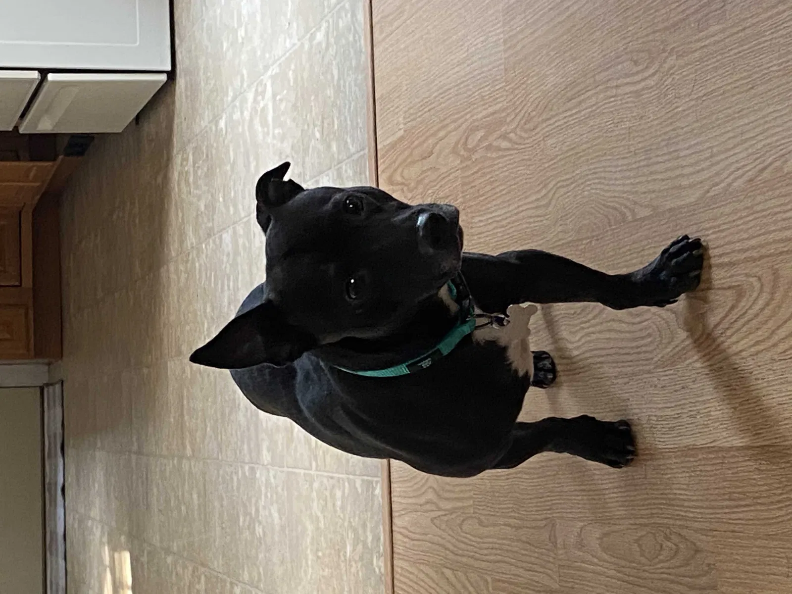 Lost dog in Appleton, WI, 54914