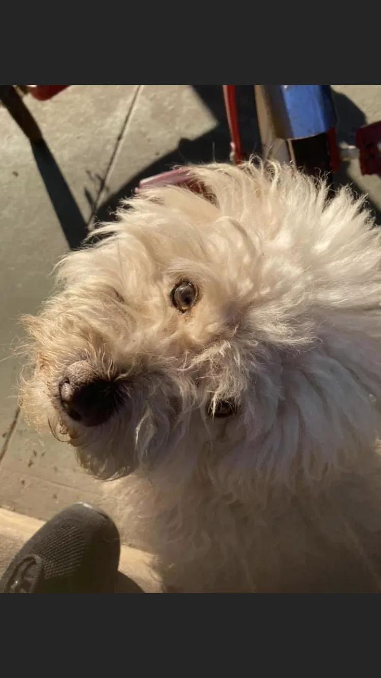 Lost dog in Lynwood, CA, 90262