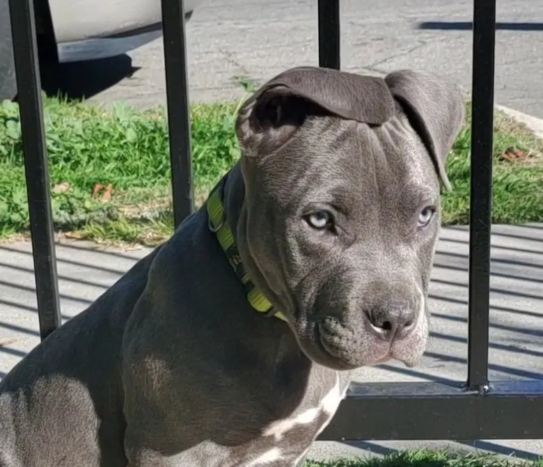 Lost dog in Pico Rivera, CA, 90660