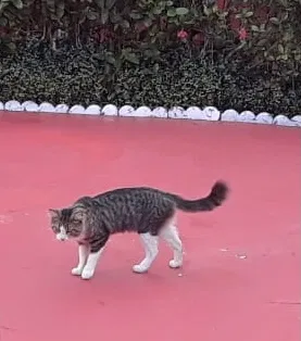 Lost cat in Fort Lauderdale, FL, 33334
