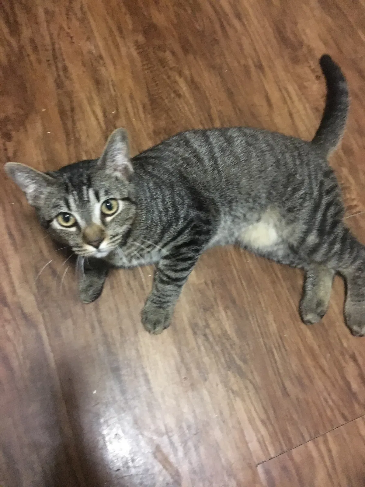 Lost cat in San Antonio, TX, 78233