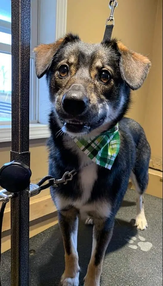 Lost dog in Lebanon, KY, 40033