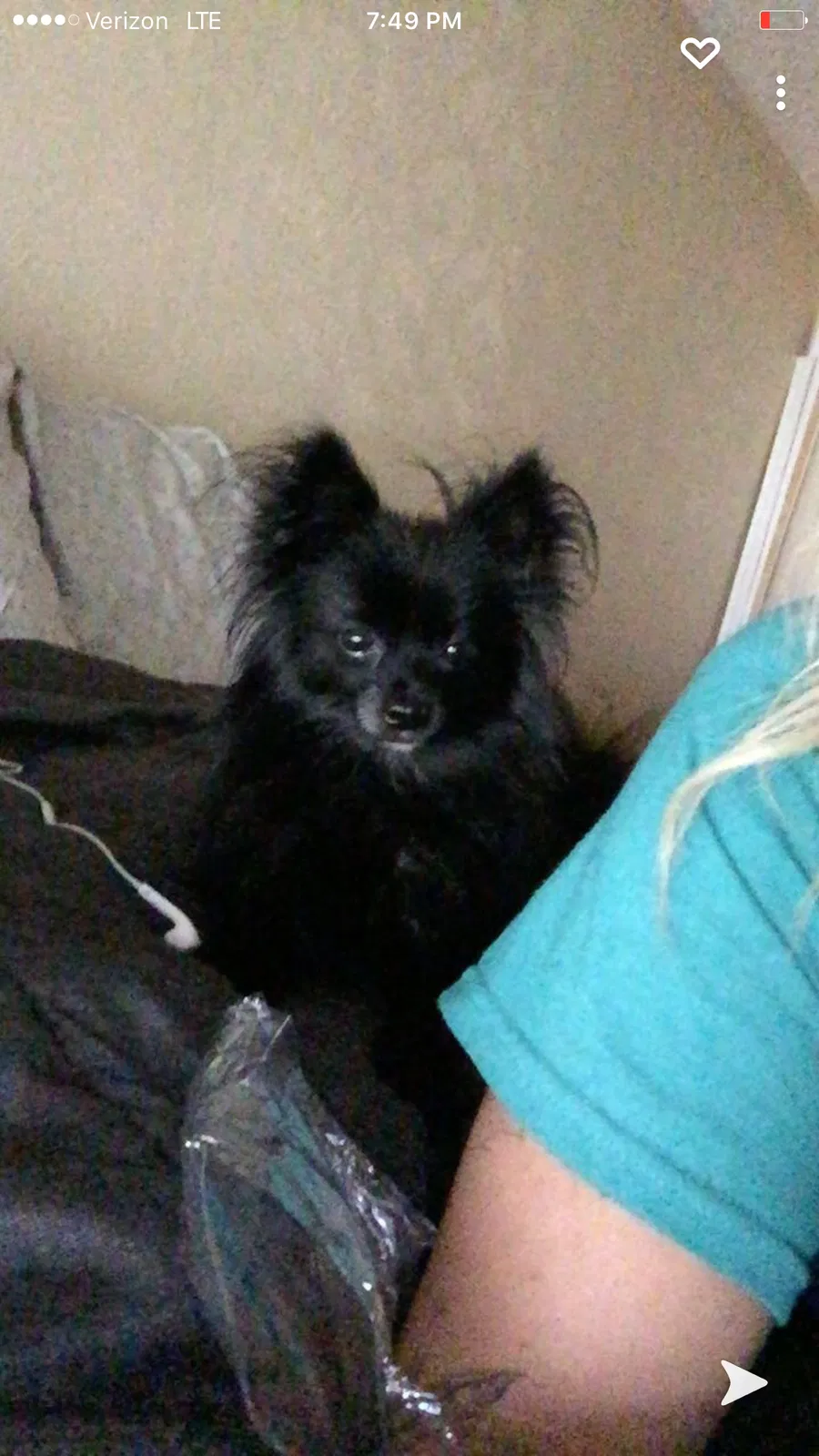 Lost dog in Hurst, TX, 76053