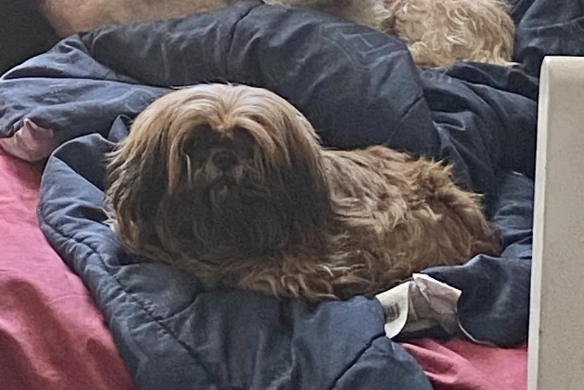 Lost dog in Surprise, AZ, 85388