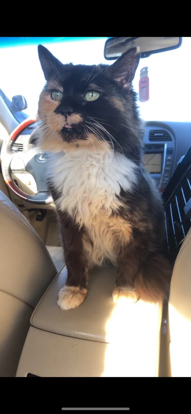 Lost cat in Locust Grove, GA, 30248