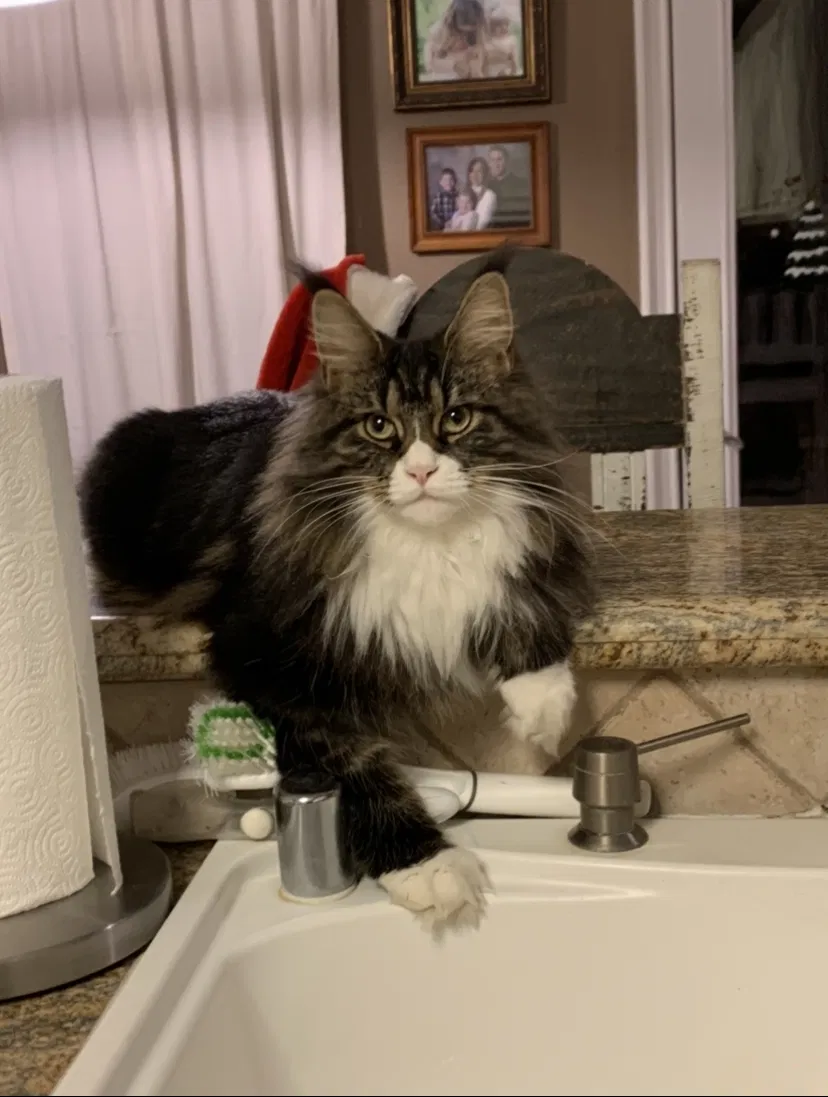 Lost cat in Magnolia, TX, 77354