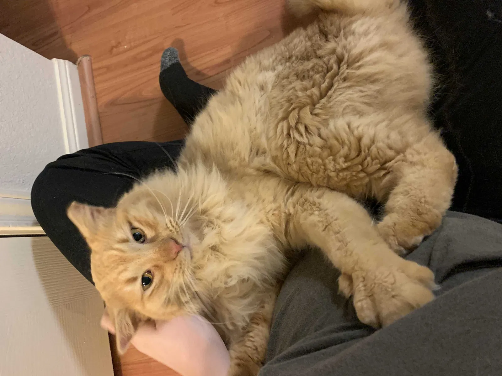 Lost cat in Killeen, TX, 76543