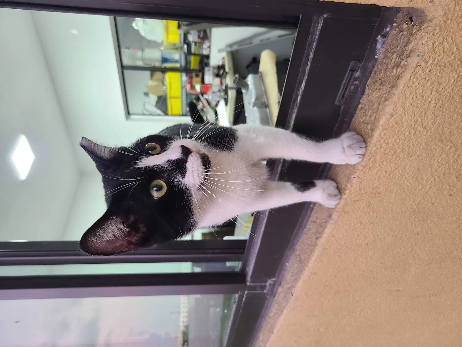 Lost cat in Miami, FL, 33172
