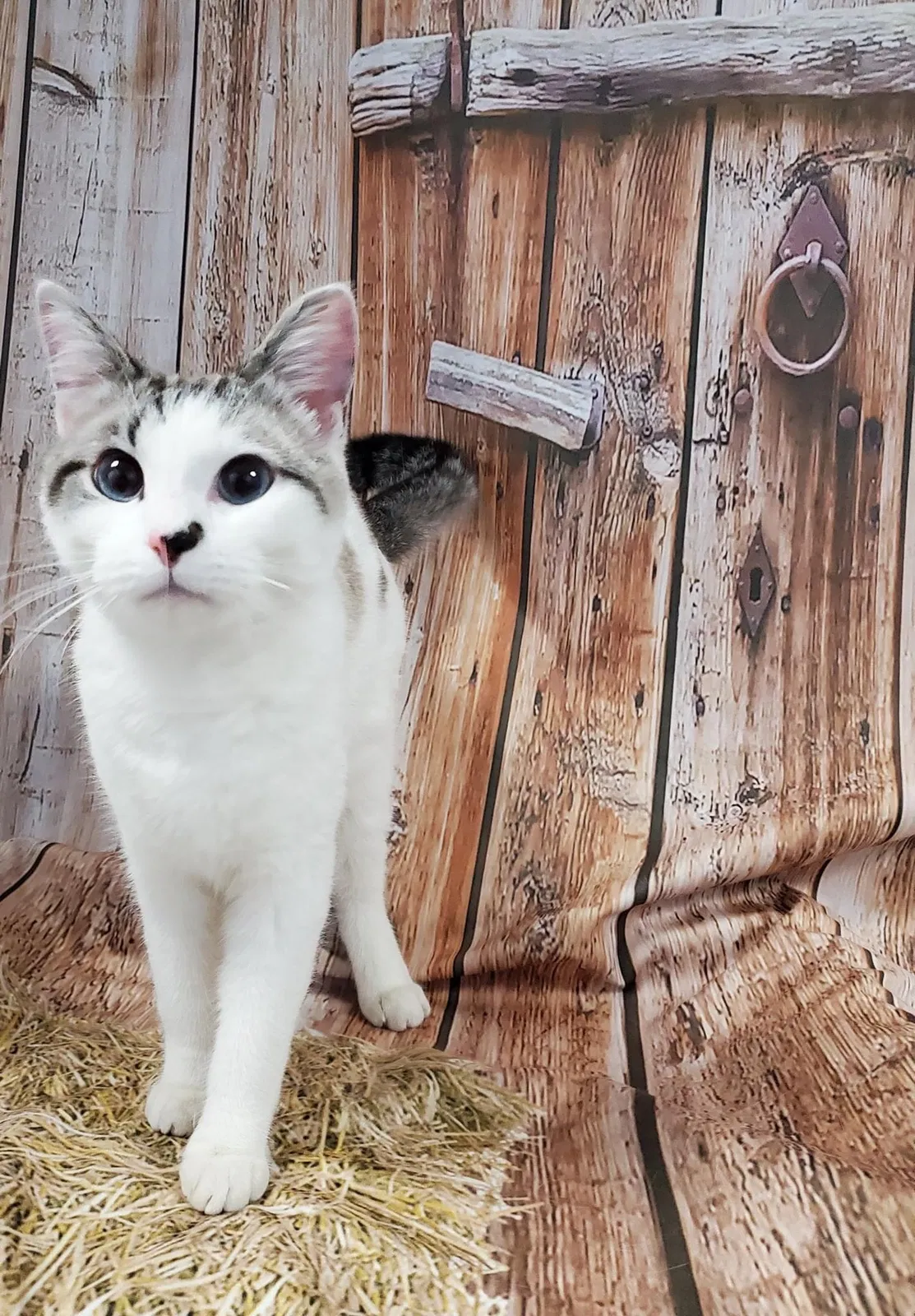 Lost cat in Las Vegas, NV, 89146