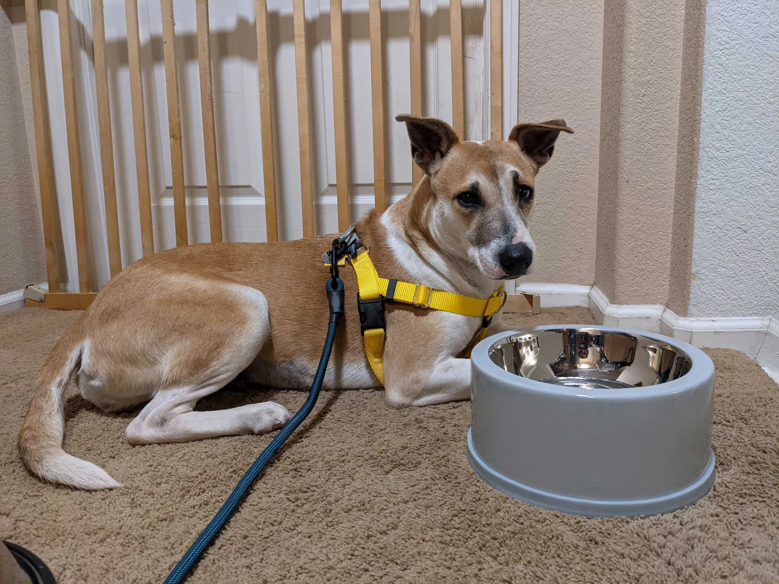 Lost dog in Commerce City, CO, 80022