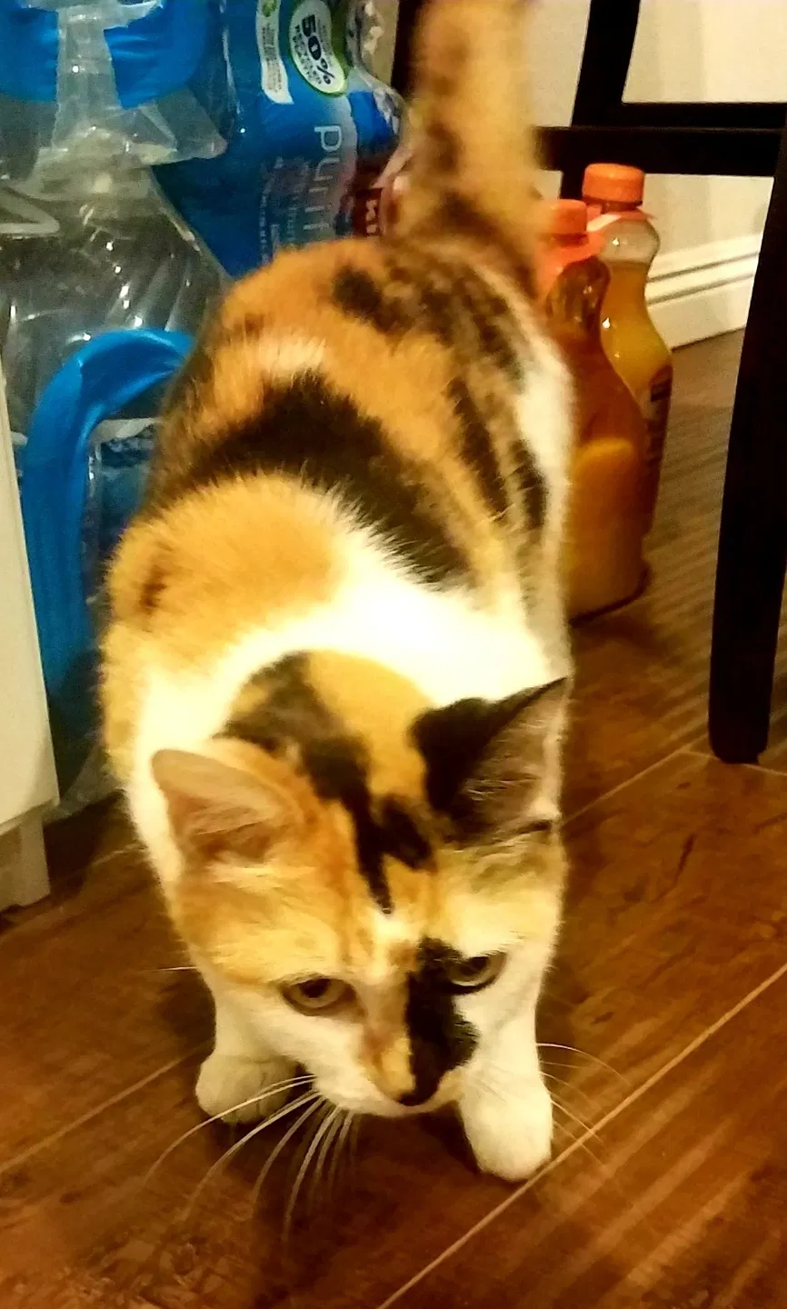 Lost cat in Henderson, NV, 89015