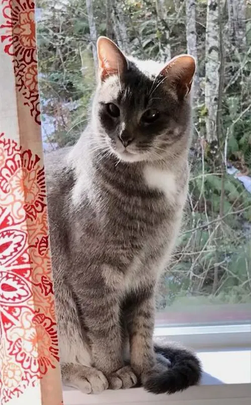 Lost cat in Portland, OR, 97223