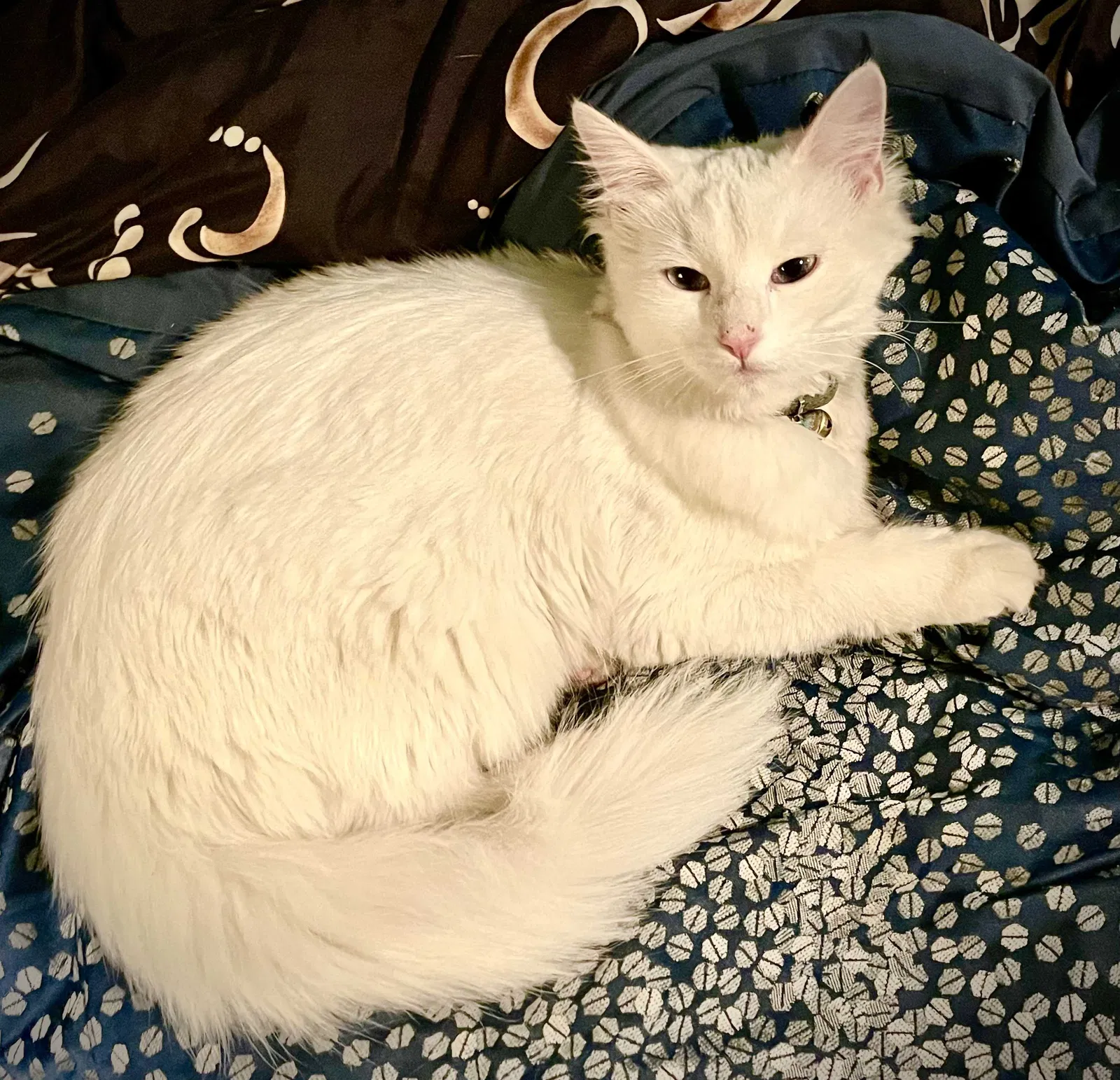 Lost cat in Camino, CA, 95709
