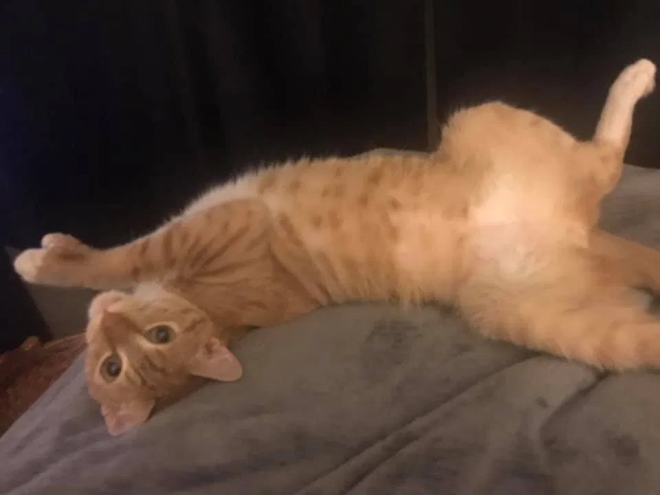 Lost cat in Carmichael, CA, 95608