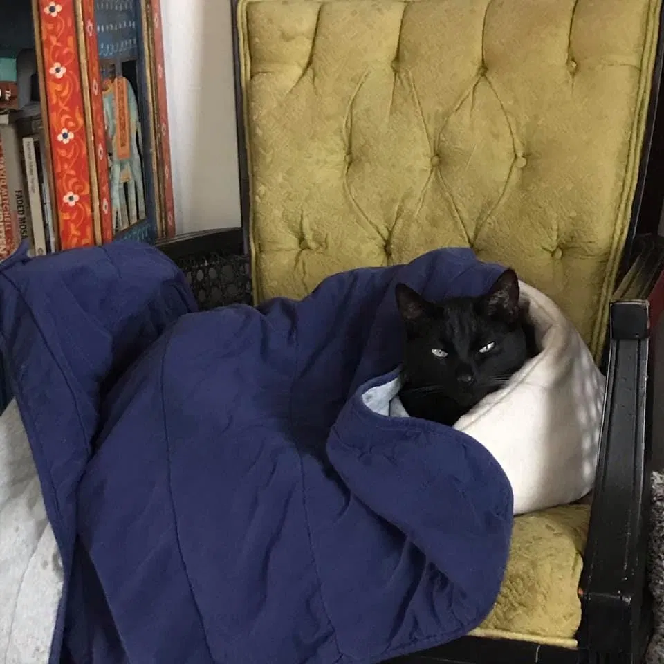 Lost cat in Seattle, WA, 98126
