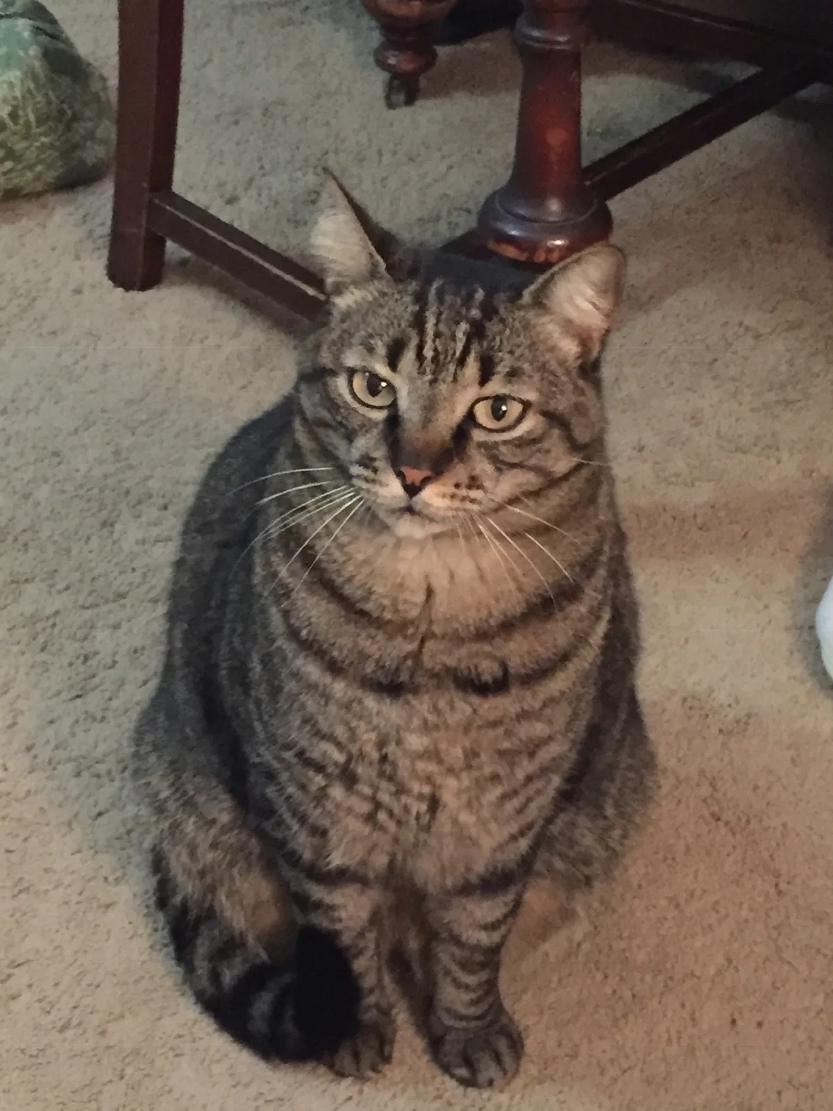 Lost cat in Kenner, LA, 70065