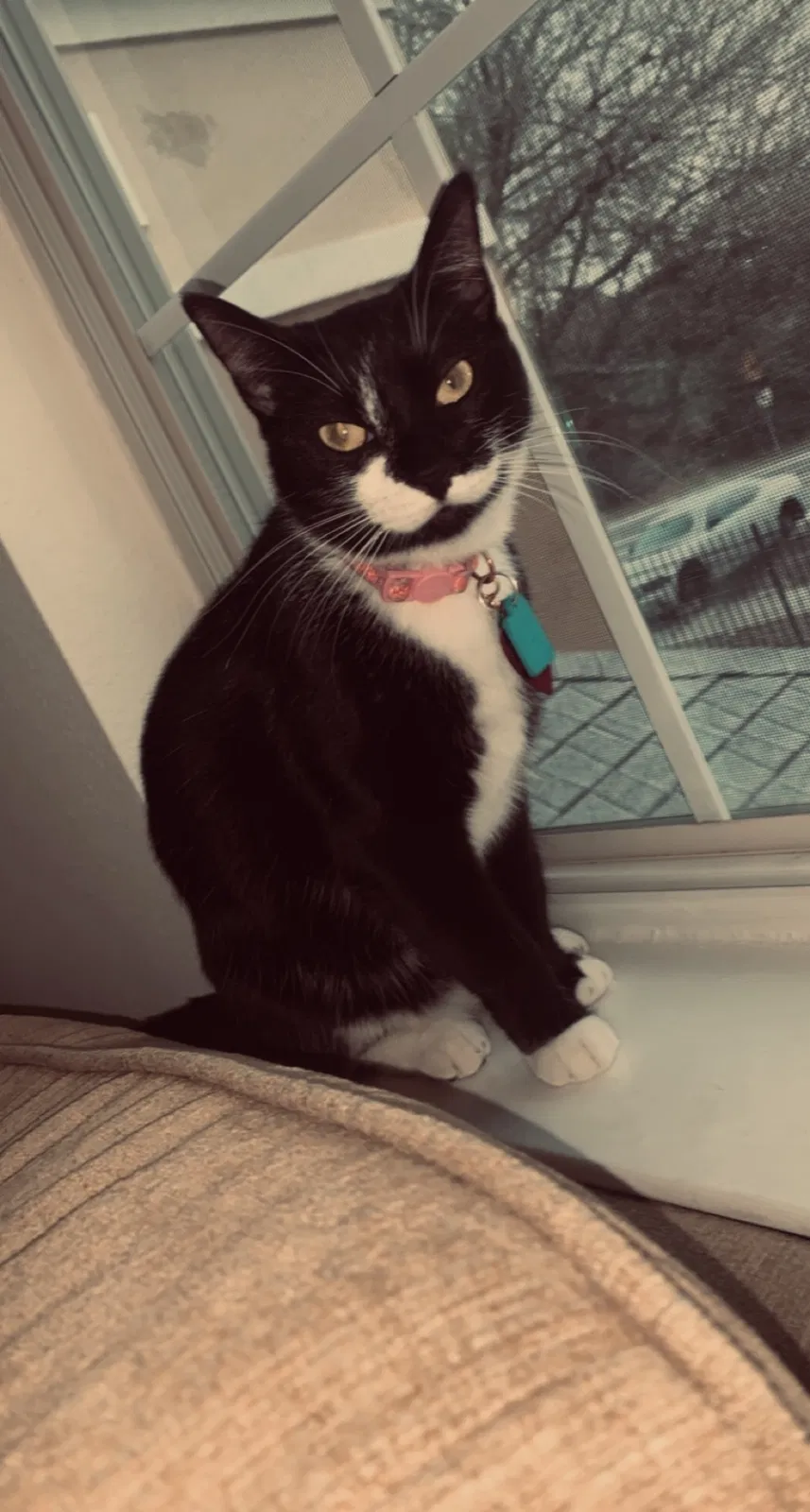 Lost cat in Austin, TX, 78744