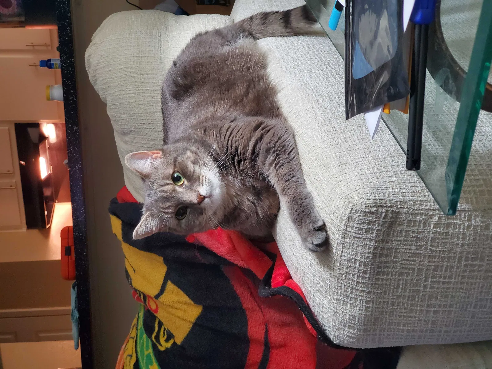 Lost cat in Dallas, TX, 75254